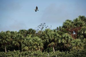Migratory Birds of the Cedar Keys