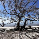 Tree Seat - Seahorse Key