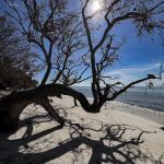 Tree Silhouette - Seahorse Key