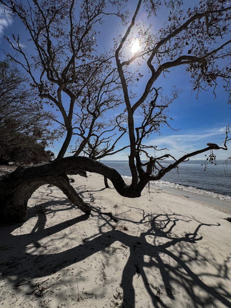 Tree Silhouette - Seahorse Key