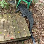 Alligator under lawn chair