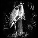 Bearded Heron
