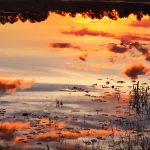 Calico Reflection