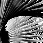 Palm Fronds
