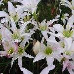 Rain Lily - Zephyranthes atamasca