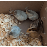 New Chicks