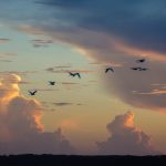 Heading Home to Roost